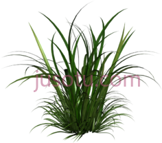 草,植物,植被,草木 PNG