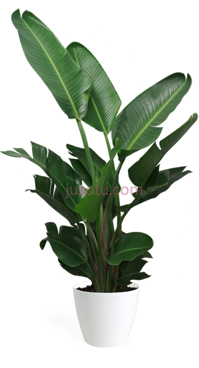 植物,bird paradise large PNG