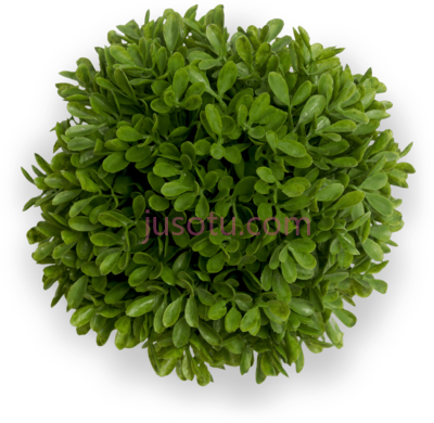树顶,organic quality takes time bush PNG