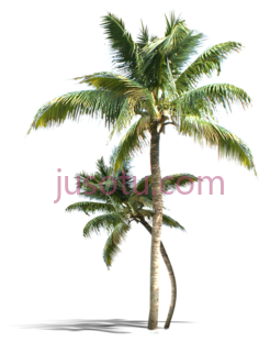椰子树PNG