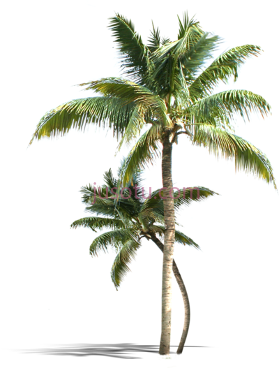 椰子树,coconut tree PNG