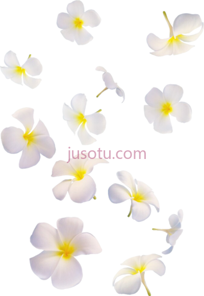 白花飘落,overlay white flowers falling PNG