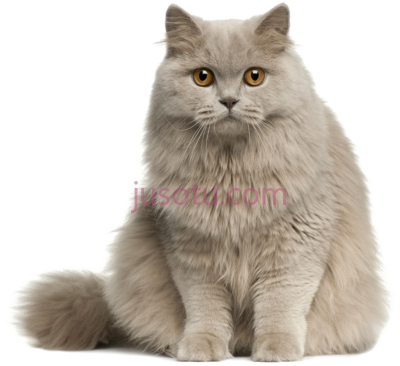 可爱猫,cat cute PNG