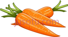 胡萝卜PNG