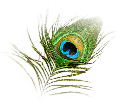 孔雀羽毛,peacock feather krishna logo PNG