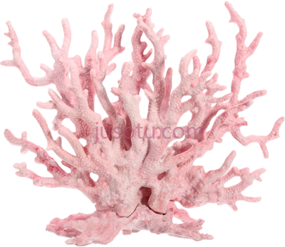 粉红珊瑚礁,pink coral reef PNG