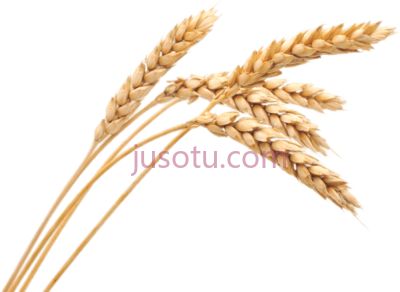 小麦穗,wheat spikes PNG