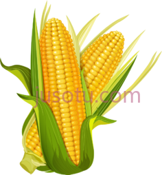 玉米穗芯,糖 PNG