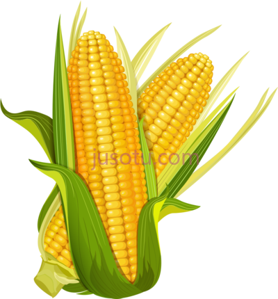 玉米穗芯,maize ear corncob popcorn corn PNG