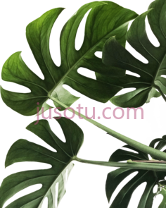植物,monstera leaf PNG