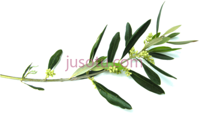 橄榄枝,olive branch flower PNG