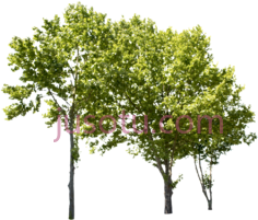 绿树treesPNG