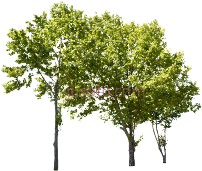 绿树,plane tree group ii cut out PNG