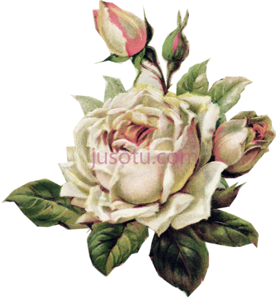 古典玫瑰花,vintage roses flower PNG
