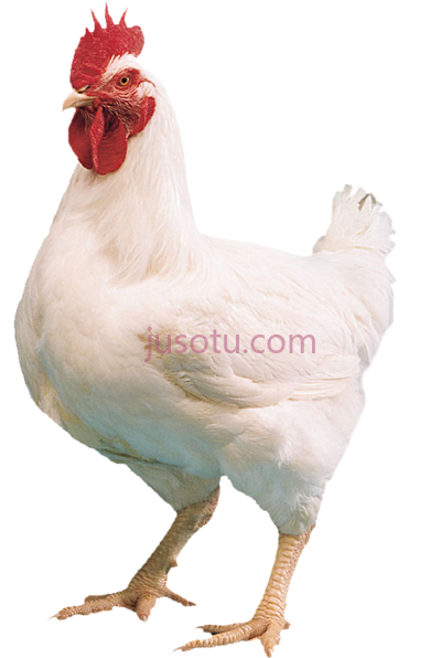 白母鸡,white hen PNG