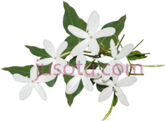 茉莉花PNG