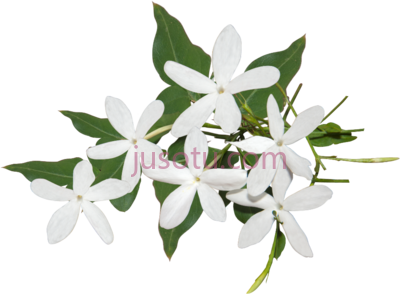 茉莉花,best jasmine flower ideas PNG