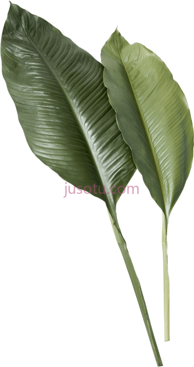 热带树叶,leaf tropical leaves PNG