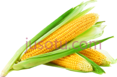 玉米PNG