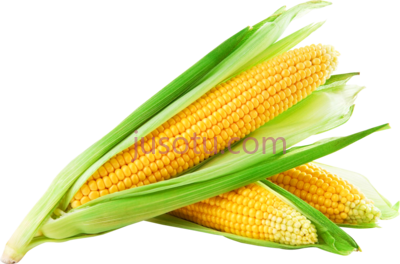 玉米,corn PNG