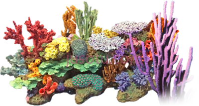 珊瑚礁,nice coral reef PNG