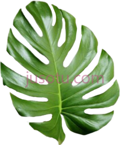 热带树叶,leaf PNG