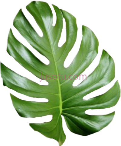 热带树叶,tropical leaves PNG