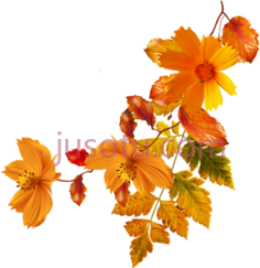 秋花, PNG