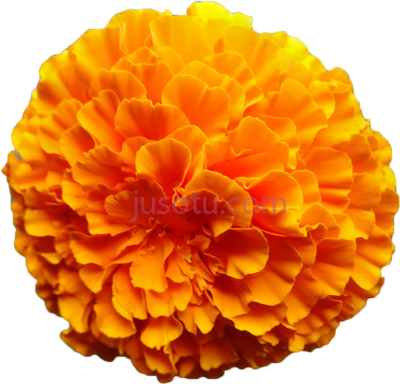 橙菊花,mexican marigold flower calendula officinalis orange PNG