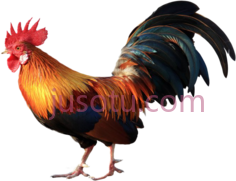公鸡PNG
