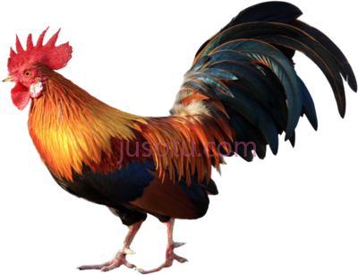 公鸡,rooster chicken male PNG