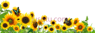 向日葵,sunflower border PNG