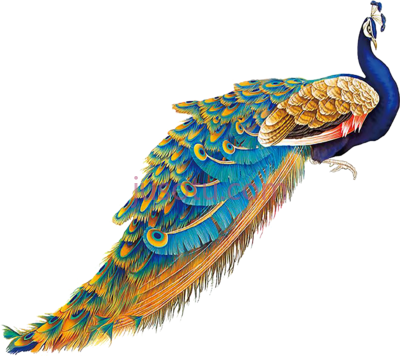 雄孔雀,peacock PNG