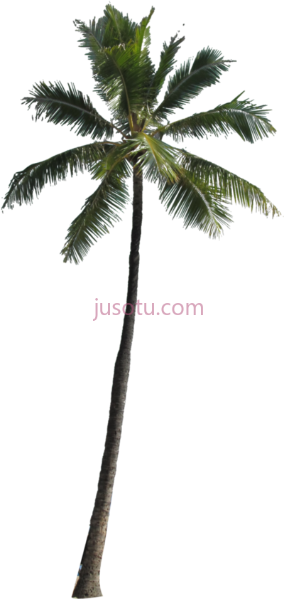 棕榈树,palm tree no PNG