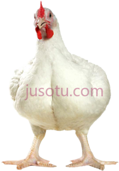 肉鸡,动物 PNG