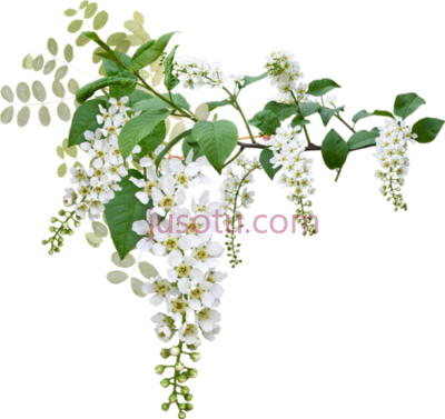 芙蓉花,fleurs blanches tube wedding flowers green and white PNG