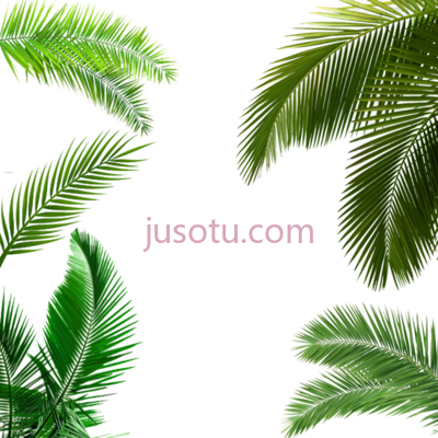 棕榈树叶,palm tree leaf PNG