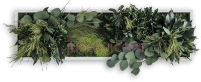 室内植物,pflanzenbild PNG