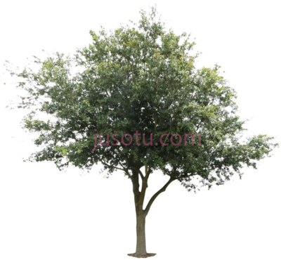 橡树,oak trees PNG