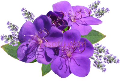 紫色薰衣草,flower purple lavender PNG