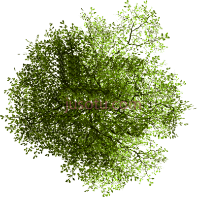 树木,plan trees PNG