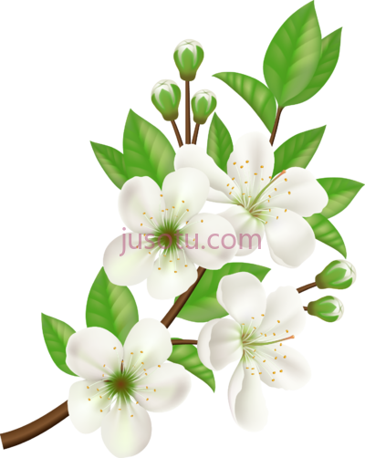 白花,white flower PNG