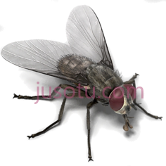 苍蝇PNG
