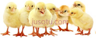 小鸡,first week chickens life PNG