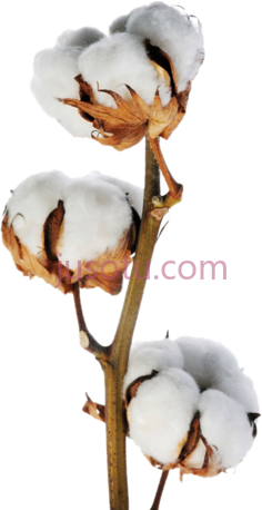 棉花PNG