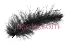 黑色羽毛,peacock feather PNG