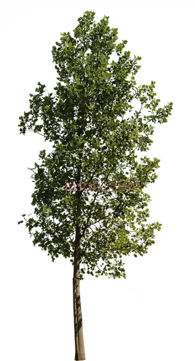 杨树,poplar tree cut out PNG