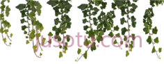 藤蔓PNG