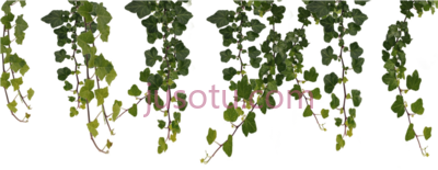 藤蔓,vines PNG