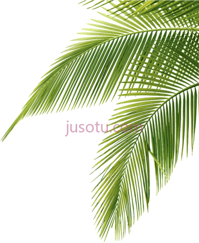 棕榈树叶,palm tree leaves PNG